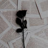 _Night.Crokus_