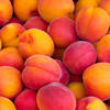 babricos4