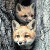Delete_fox