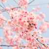 springfinallycame