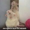 rat_squad2