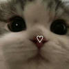 Remember me tonight cute