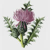 thistle thorn