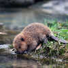 FatEagerBeaver