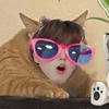 MEOWmersia