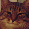 warm_owl