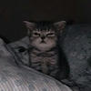 Eyleng_kitty