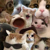 poo.om