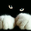 Todev