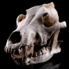 Canis lupus-Canis dirus